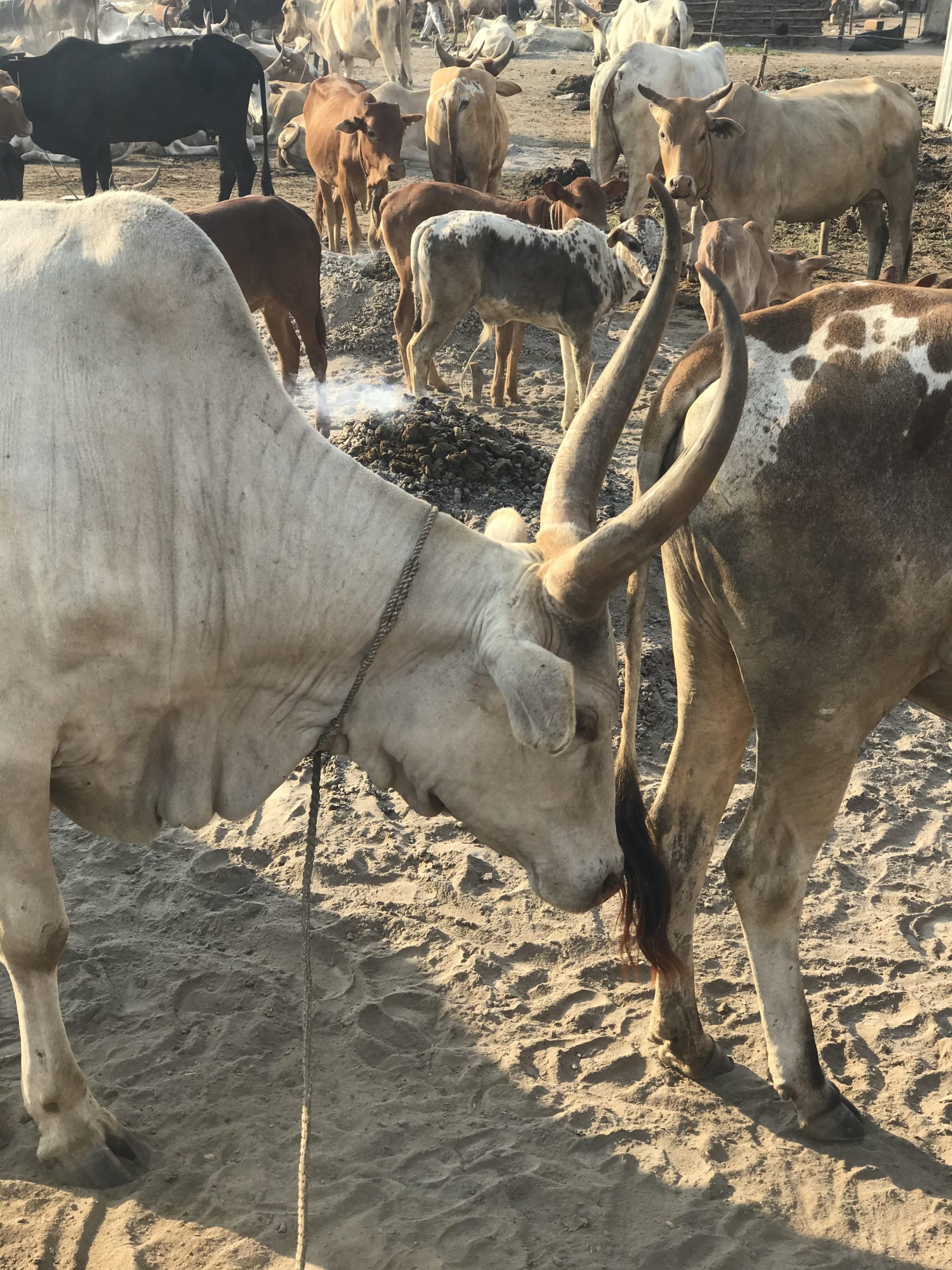 cattle camp South Sudan